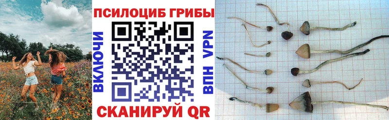 ссылка на мегу рабочий сайт  Белореченск  Псилоцибиновые грибы Psilocybe 